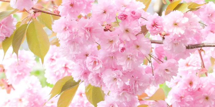 桜