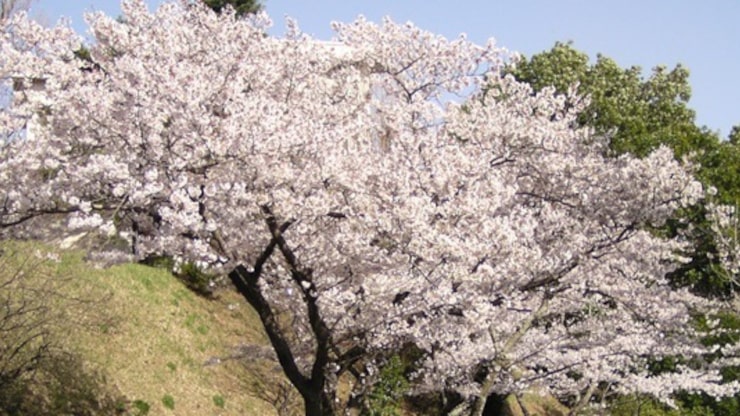 竜ヶ崎第一高等学校の難易度